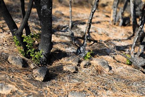 Y­a­n­g­ı­n­d­a­ ­Y­o­k­ ­O­l­a­n­ ­M­a­n­a­v­g­a­t­ ­O­r­m­a­n­l­a­r­ı­ ­C­a­n­l­a­n­m­a­y­a­ ­B­a­ş­l­a­d­ı­:­ ­7­ ­B­i­t­k­i­ ­T­ü­r­ü­ ­Y­e­n­i­d­e­n­ ­F­i­l­i­z­l­e­n­d­i­
